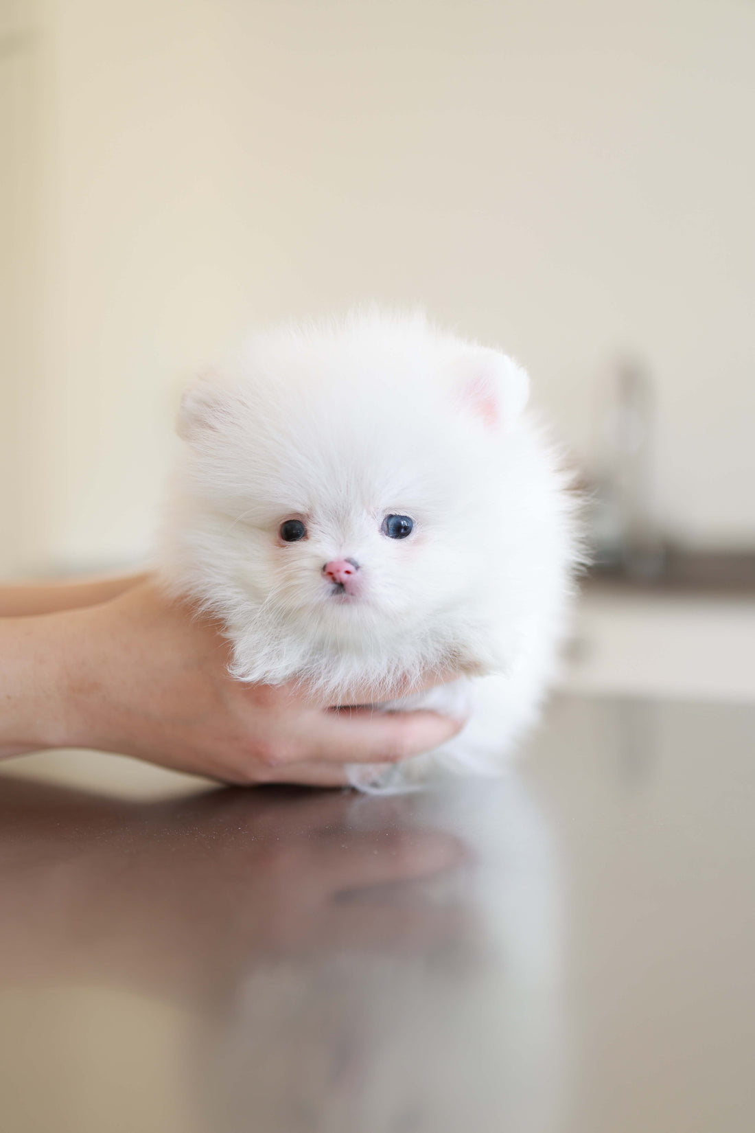 Blanche - Pomeranian M.