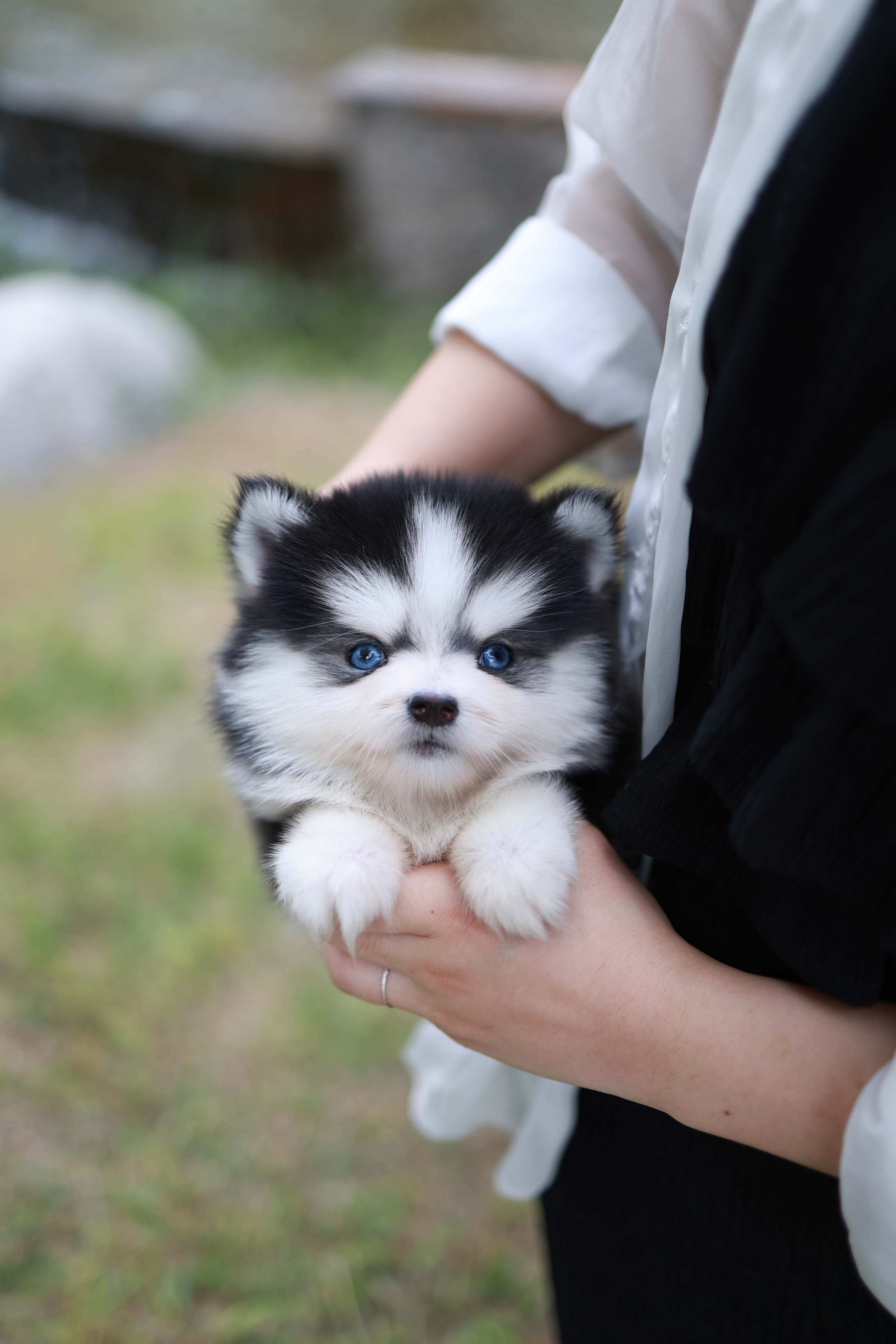 Blush - Pomsky F.
