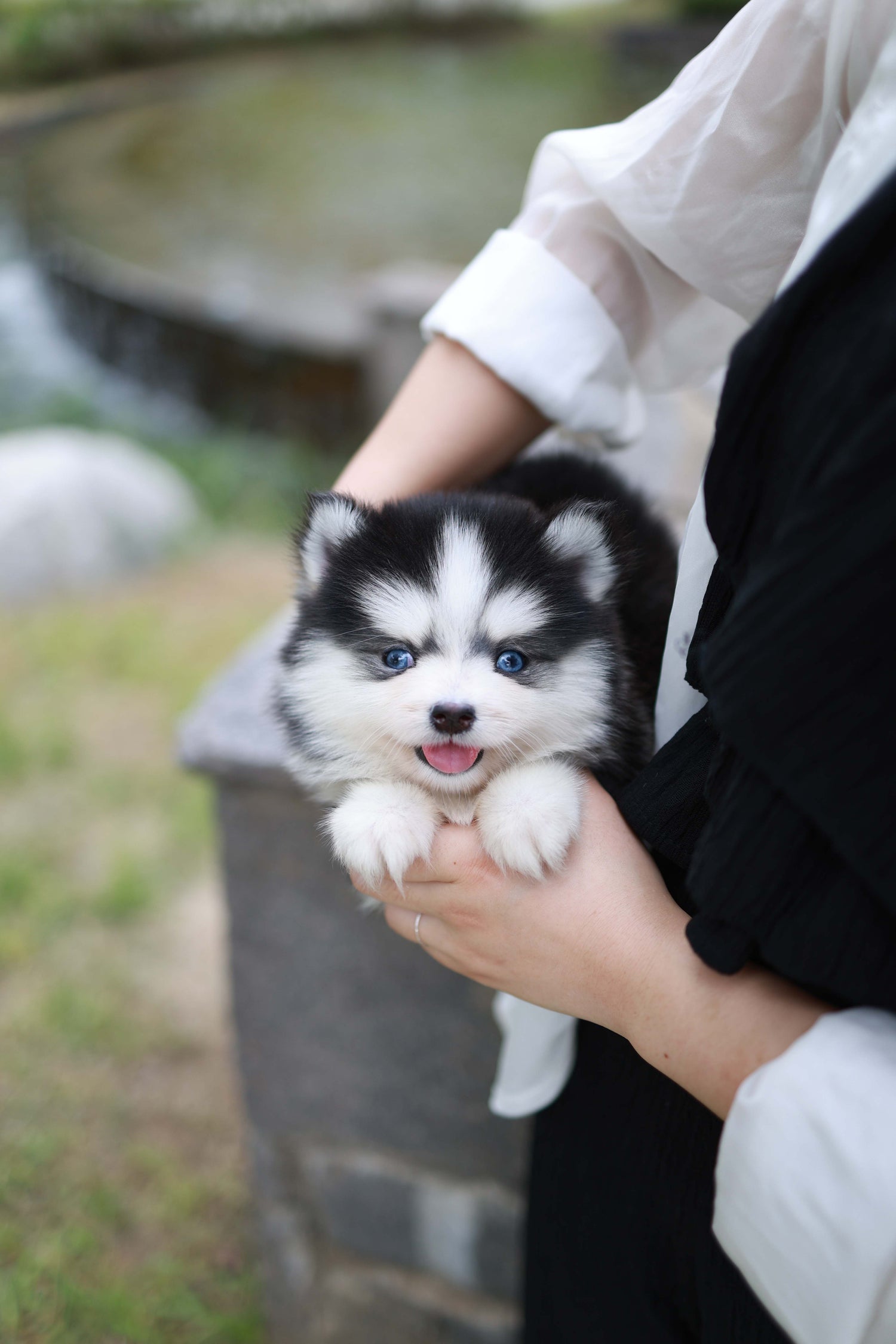 Blush - Pomsky F.