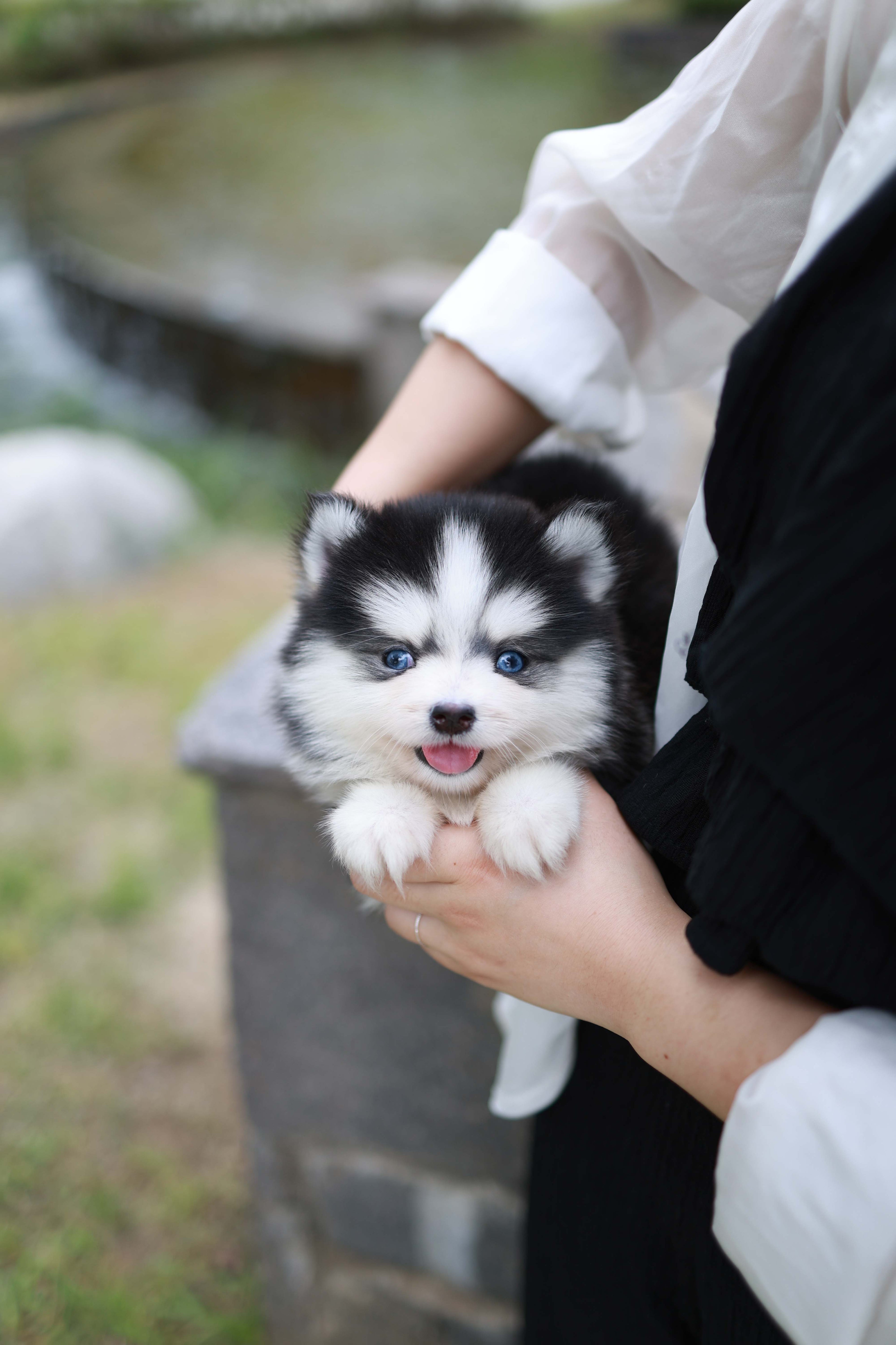Blush - Pomsky F.