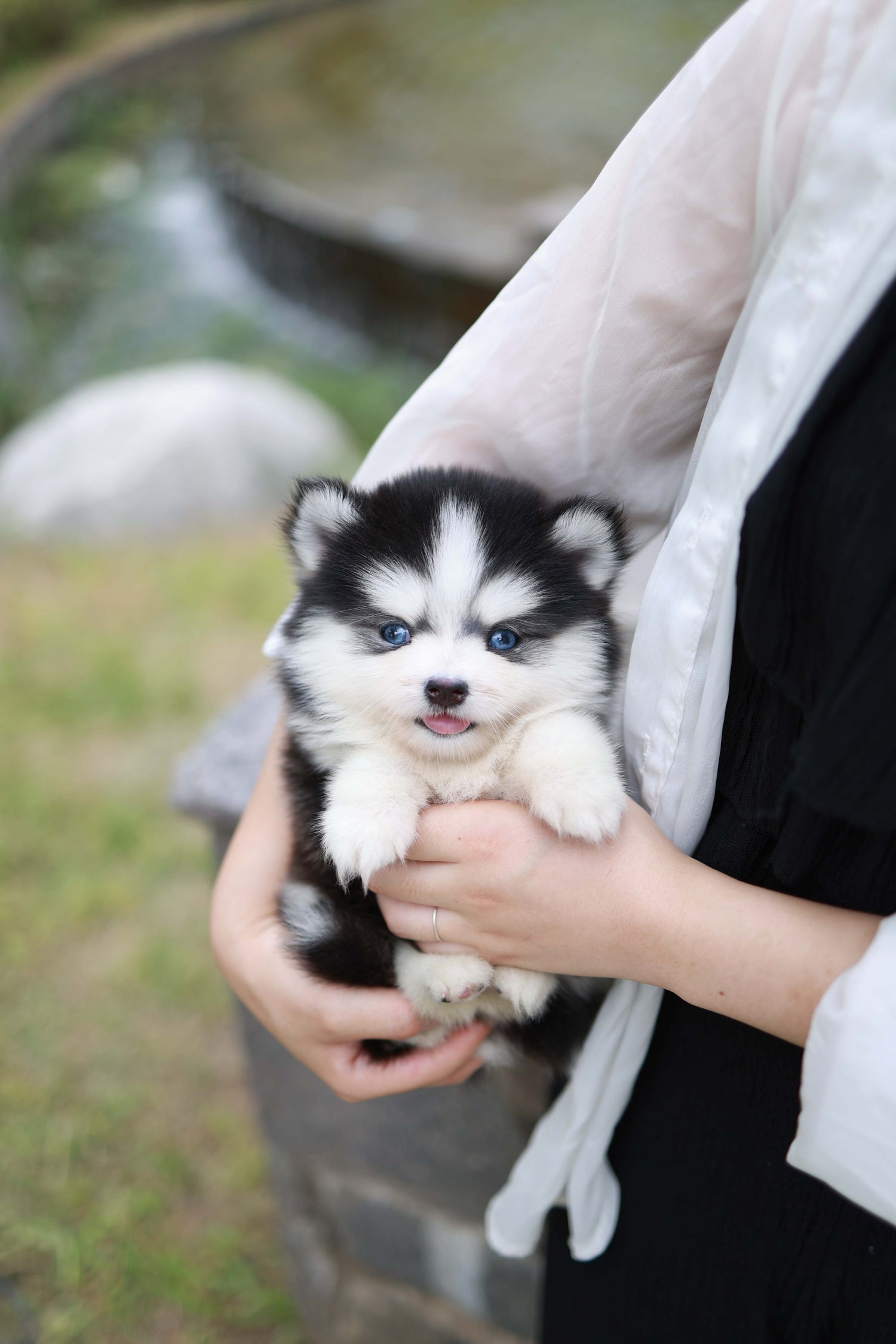 Blush - Pomsky F.