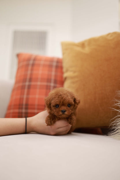 Rouge - Poodle F.