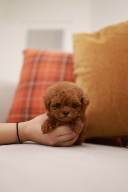 Rouge - Poodle F.