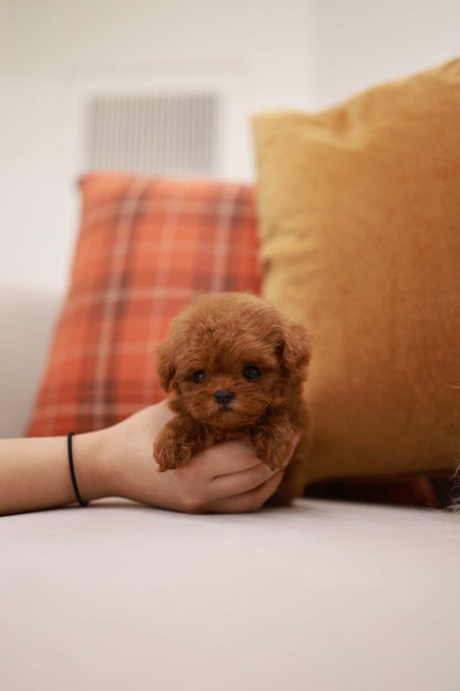 Rouge - Poodle F.