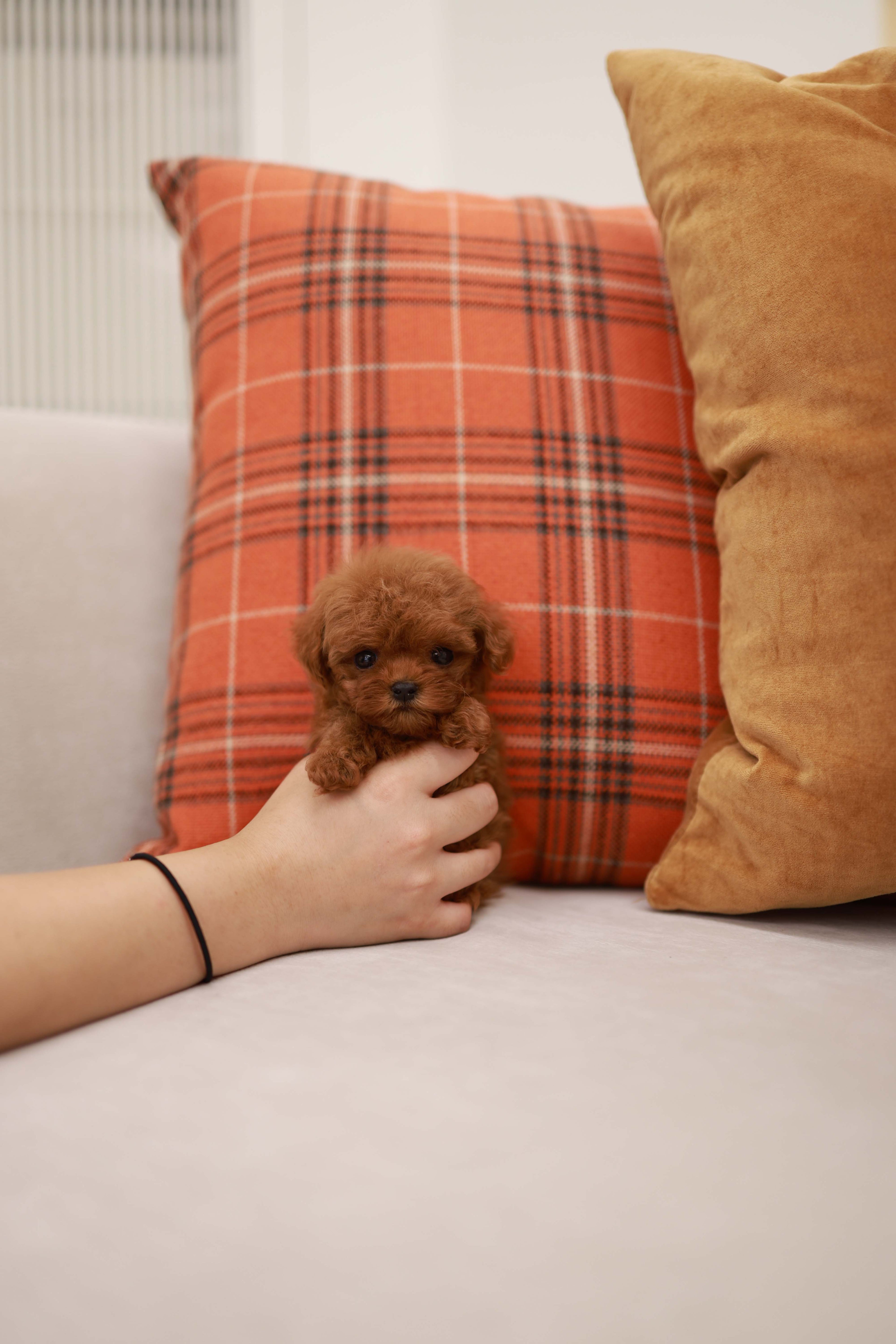 Rouge - Poodle F.