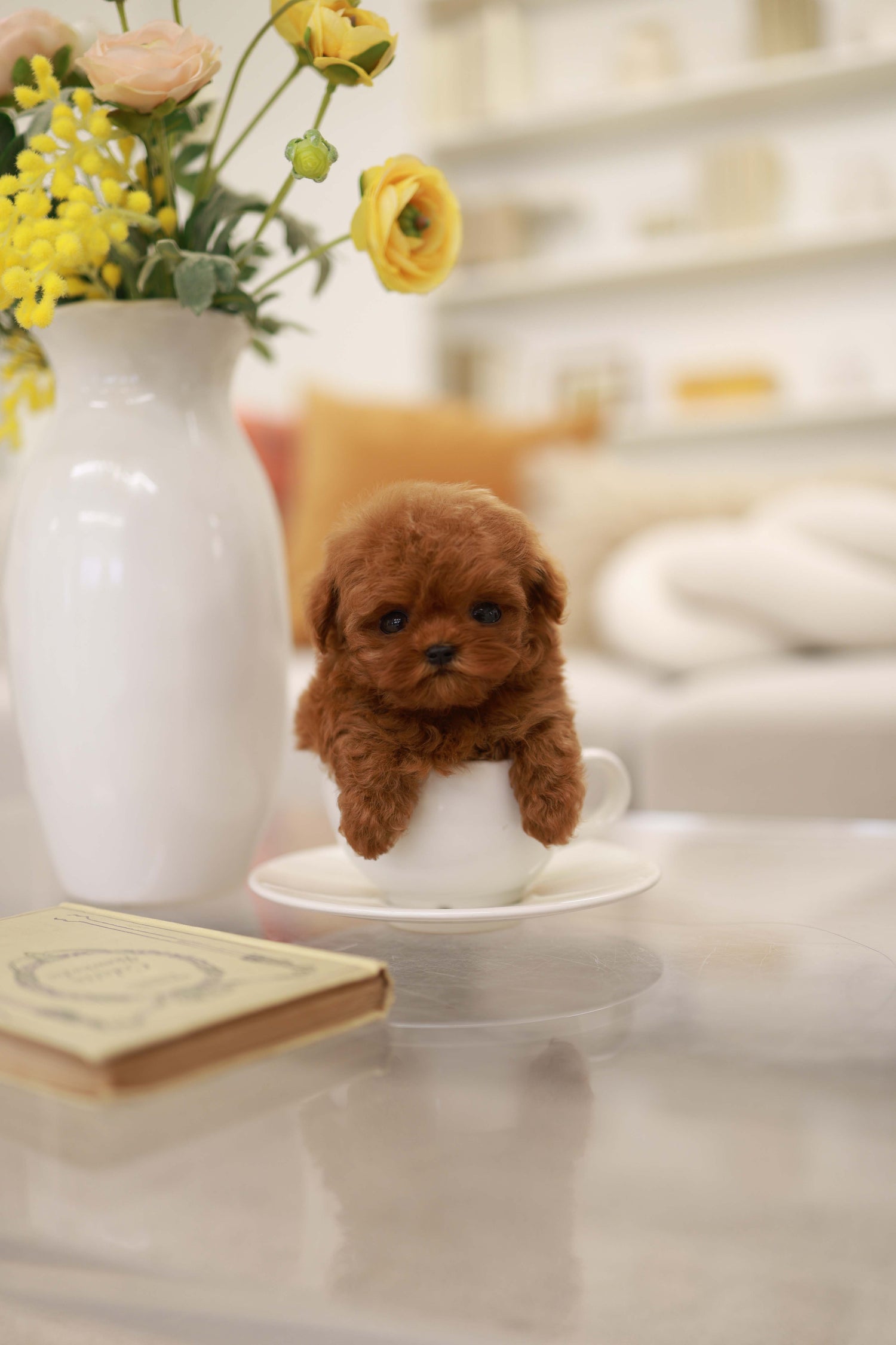 Rouge - Poodle F.