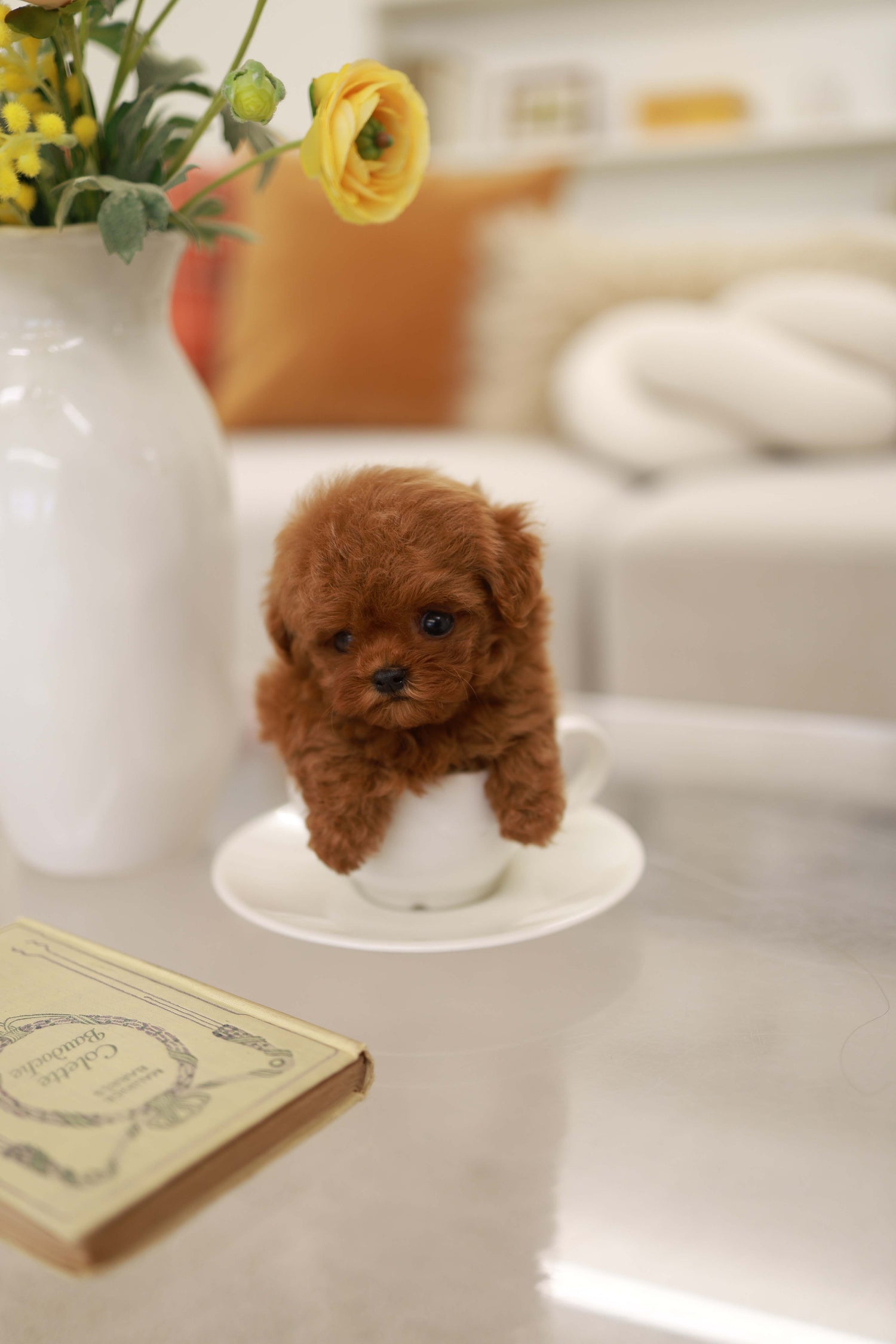Rouge - Poodle F.