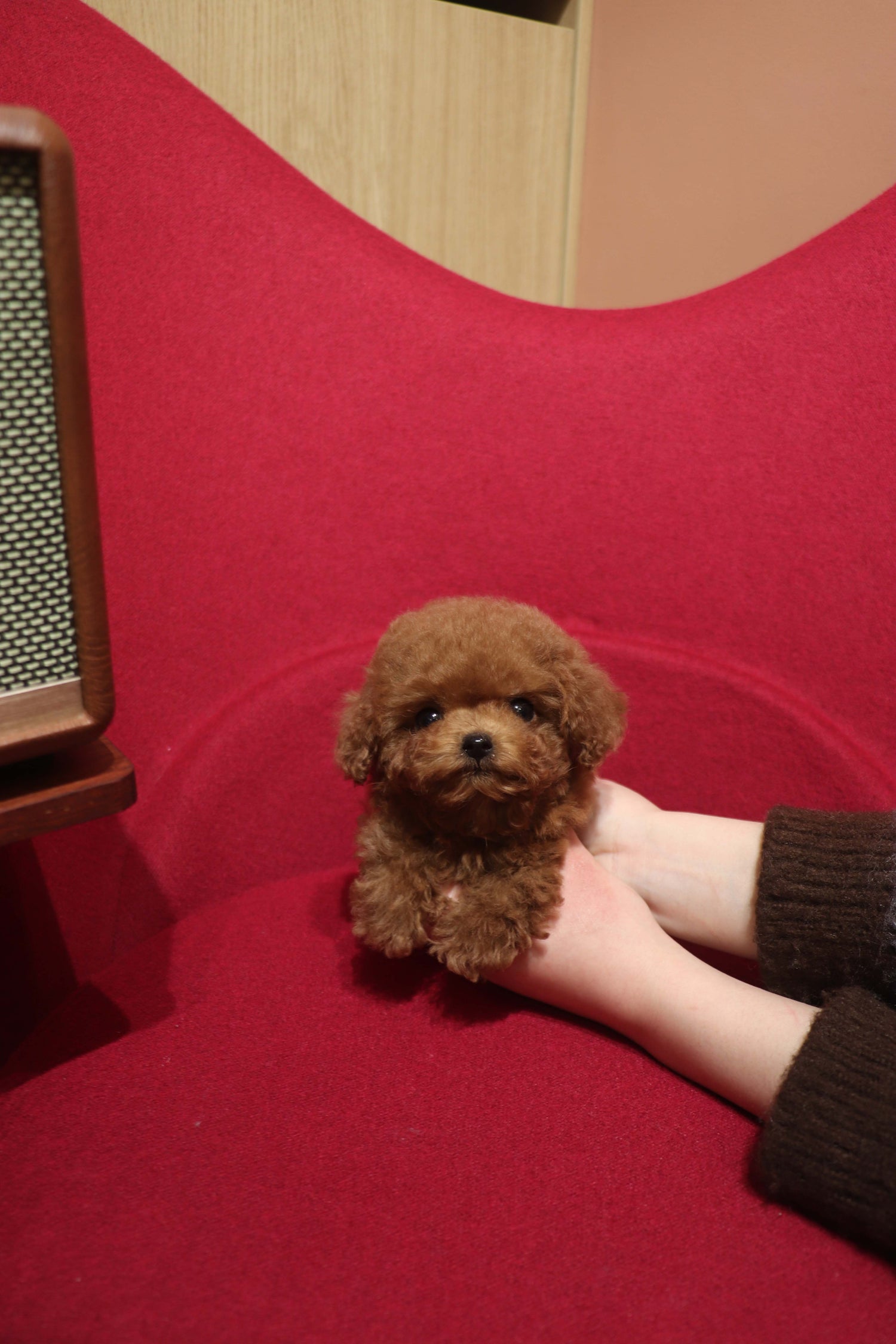 Kiko - Poodle M.