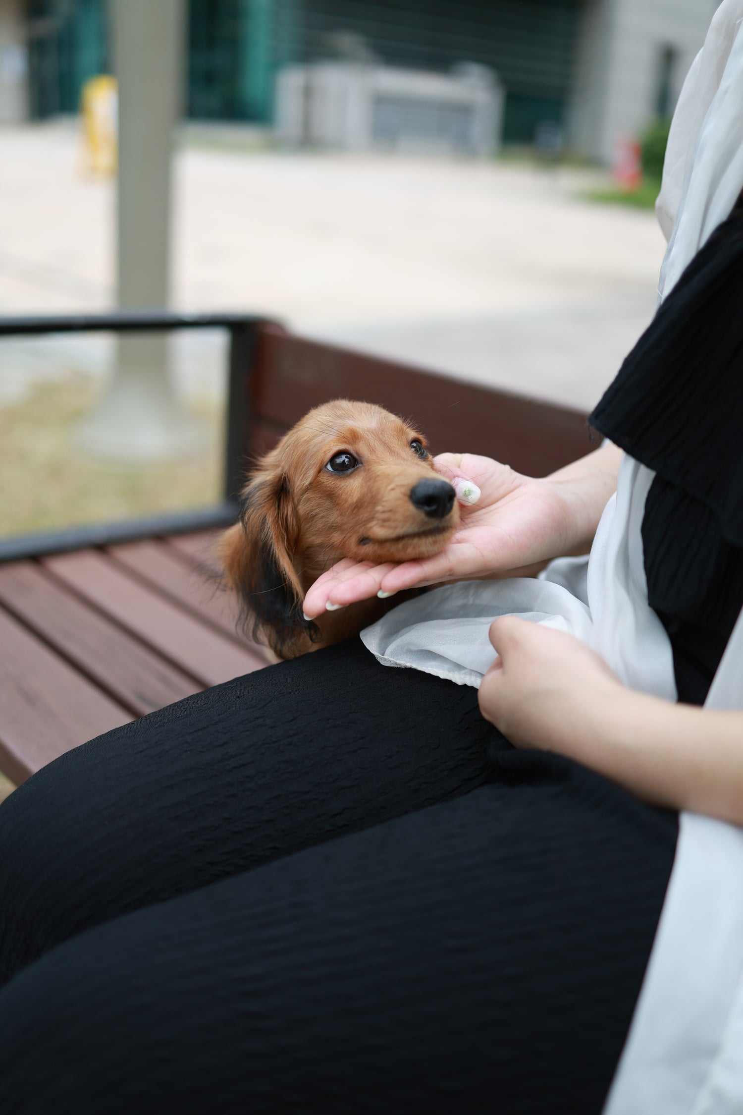 Kyle - Dachshund M.