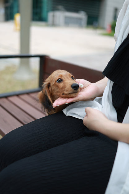 Kyle - Dachshund M.