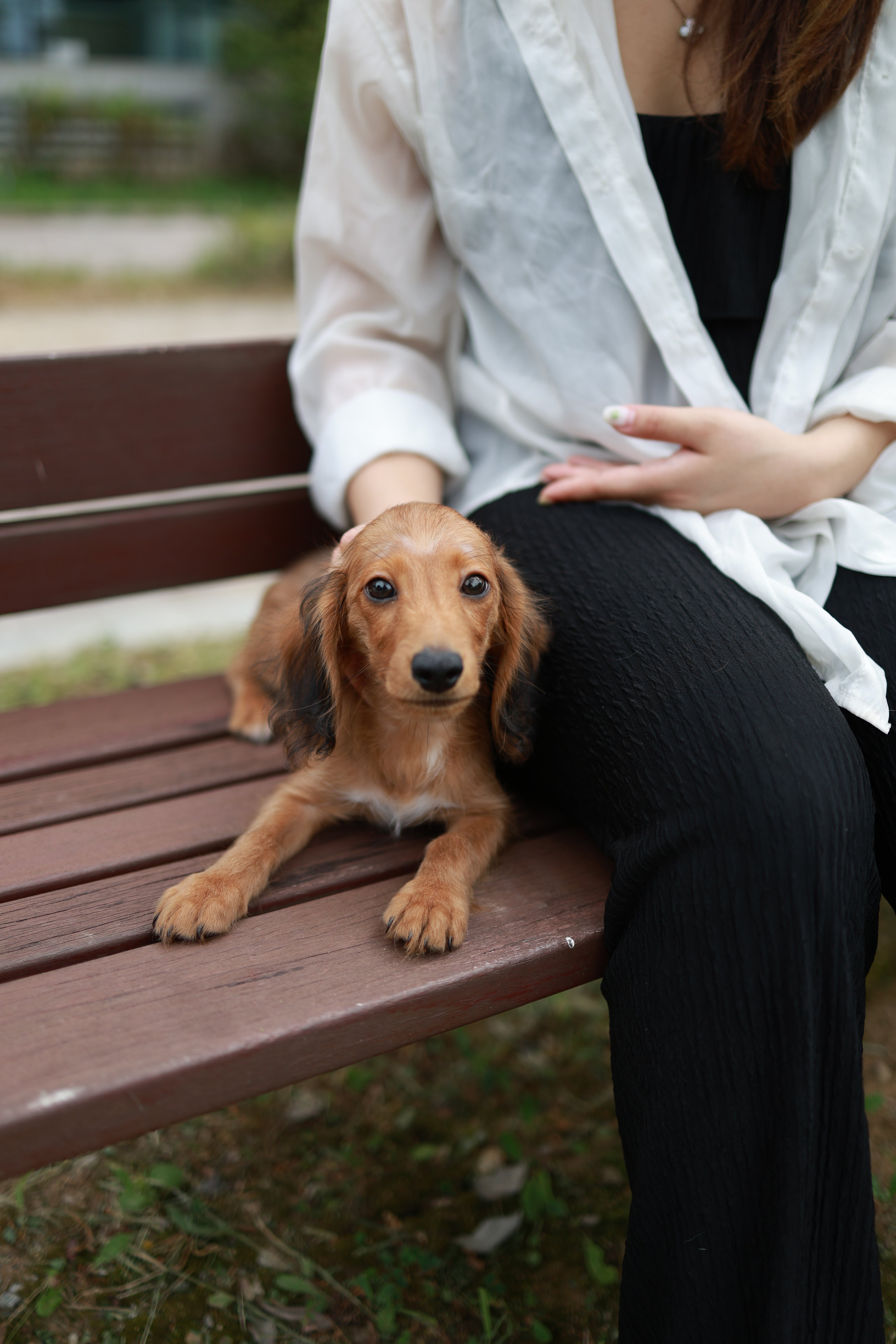 Kyle - Dachshund M.