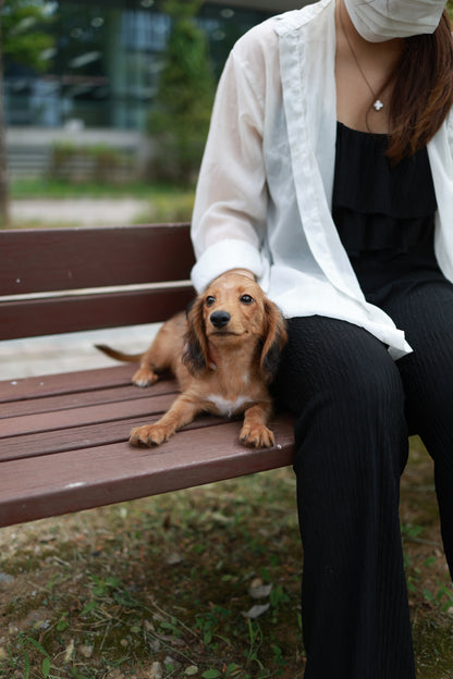 Kyle - Dachshund M.