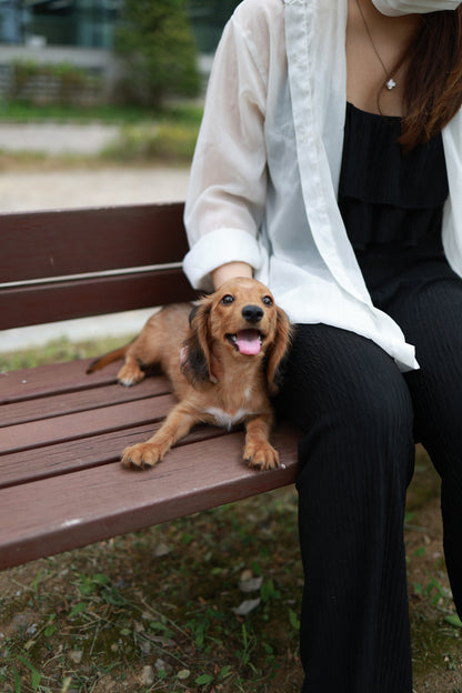 Kyle - Dachshund M.