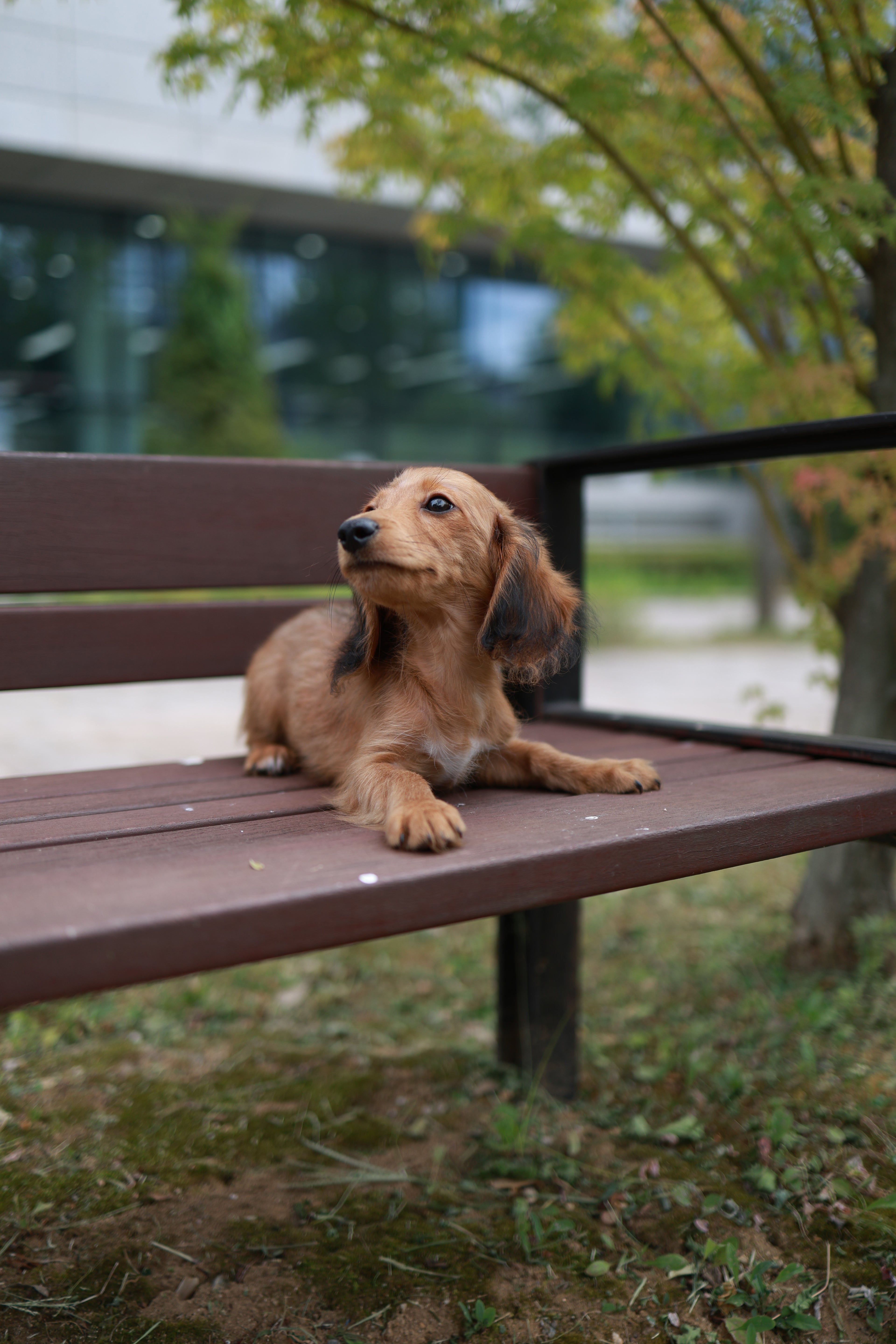 Kyle - Dachshund M.