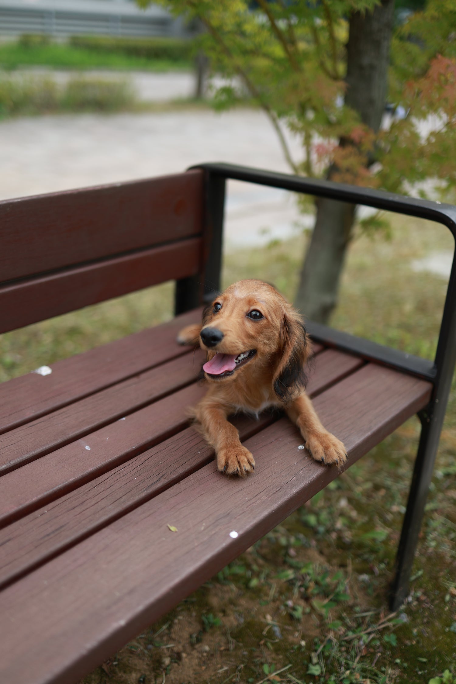 Kyle - Dachshund M.