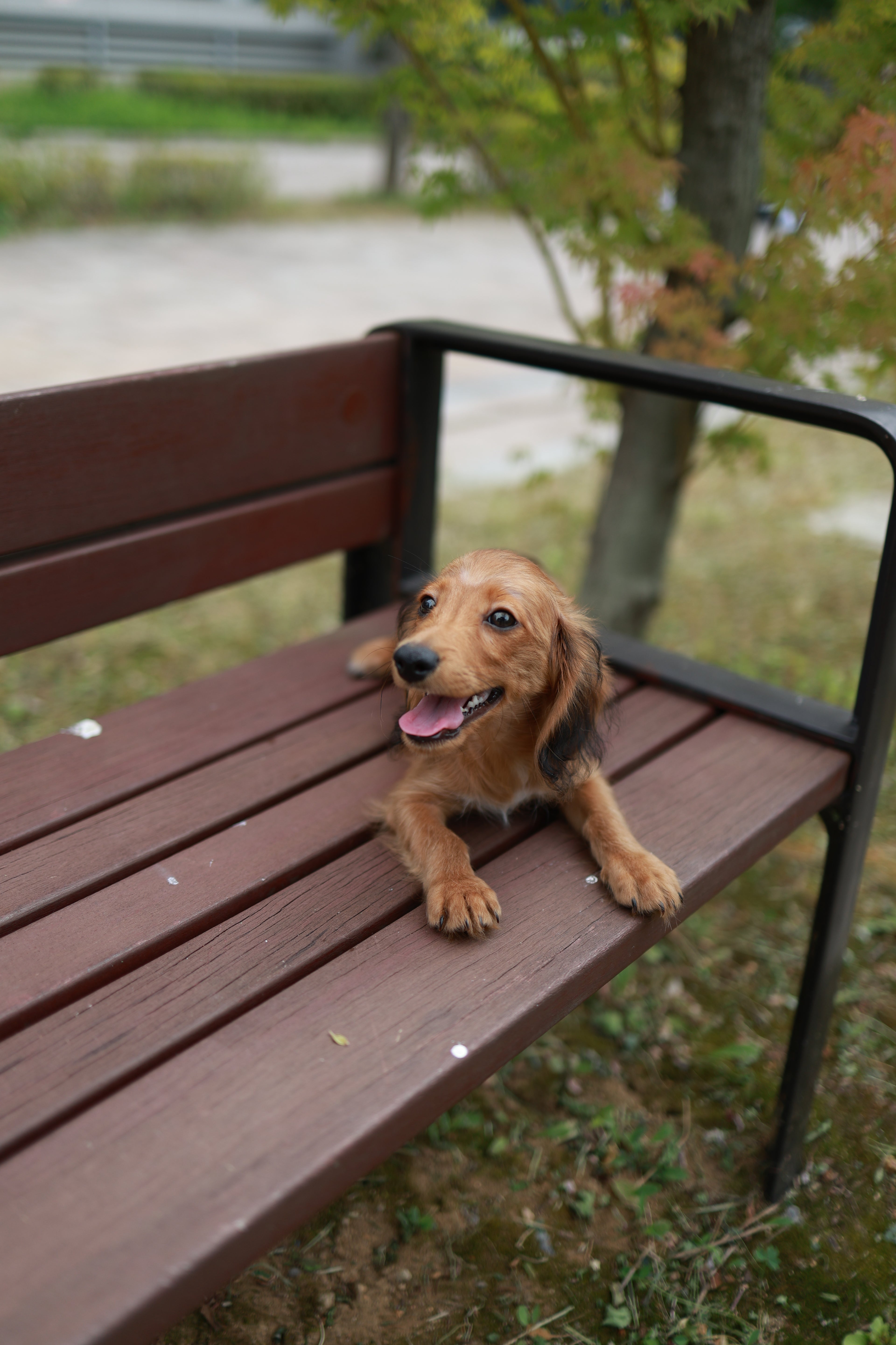 Kyle - Dachshund M.