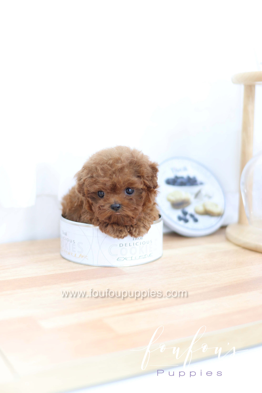 Merlot - Poodle F.
