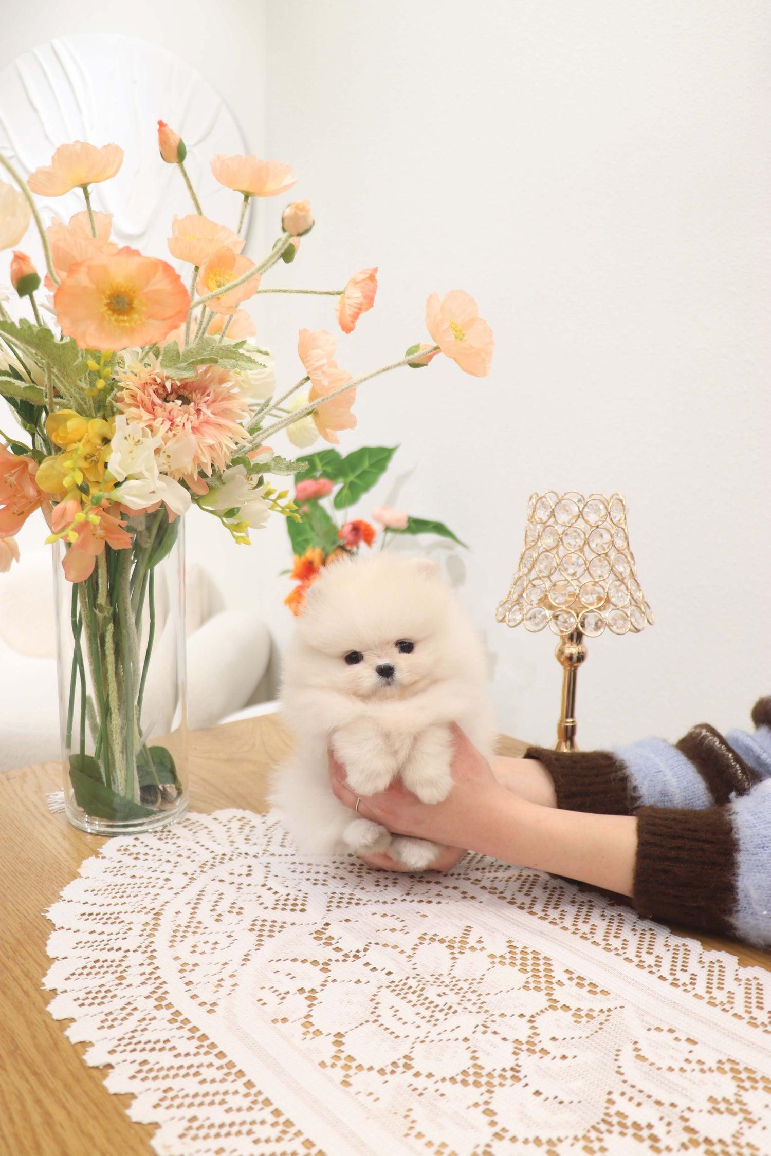 Jewel - Pomeranian F.