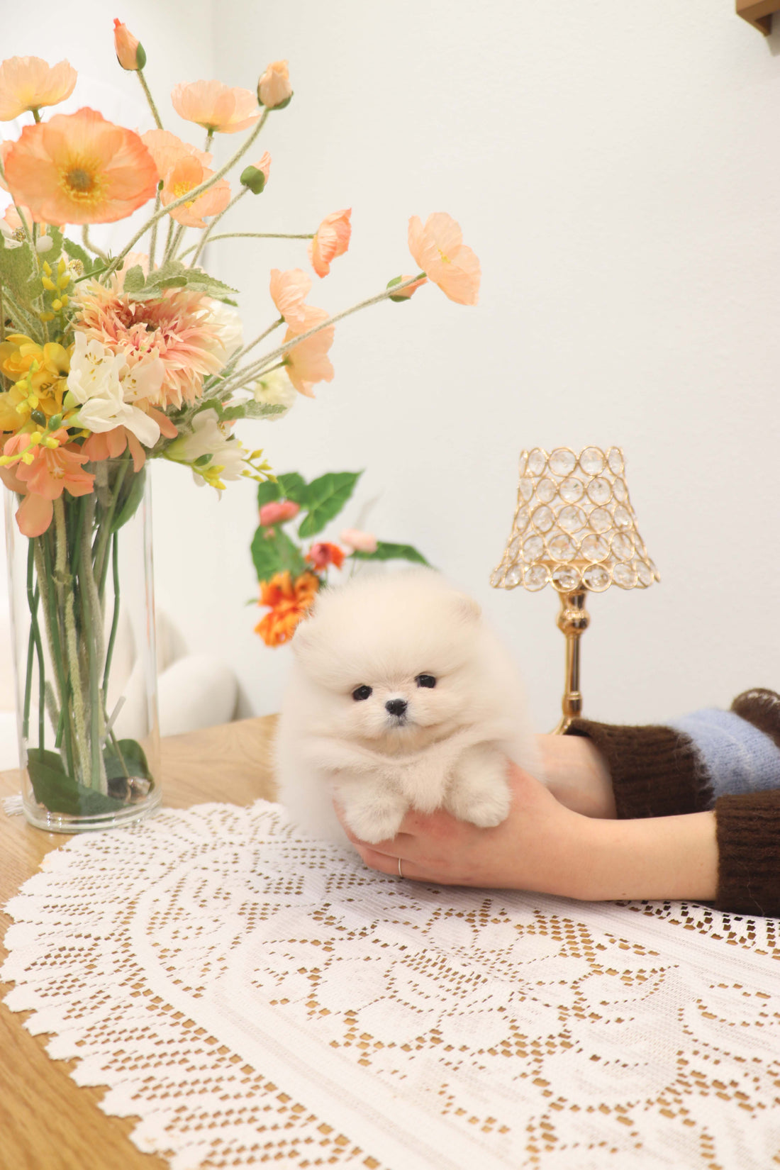 Jewel - Pomeranian F.