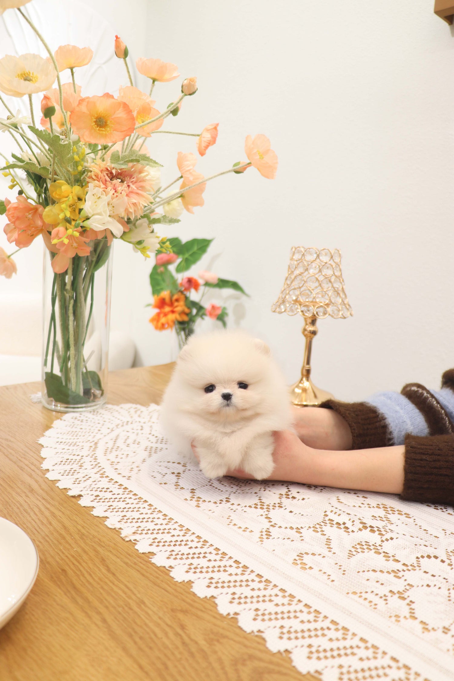 Jewel - Pomeranian F.