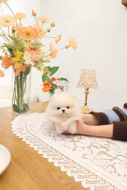 Jewel - Pomeranian F.