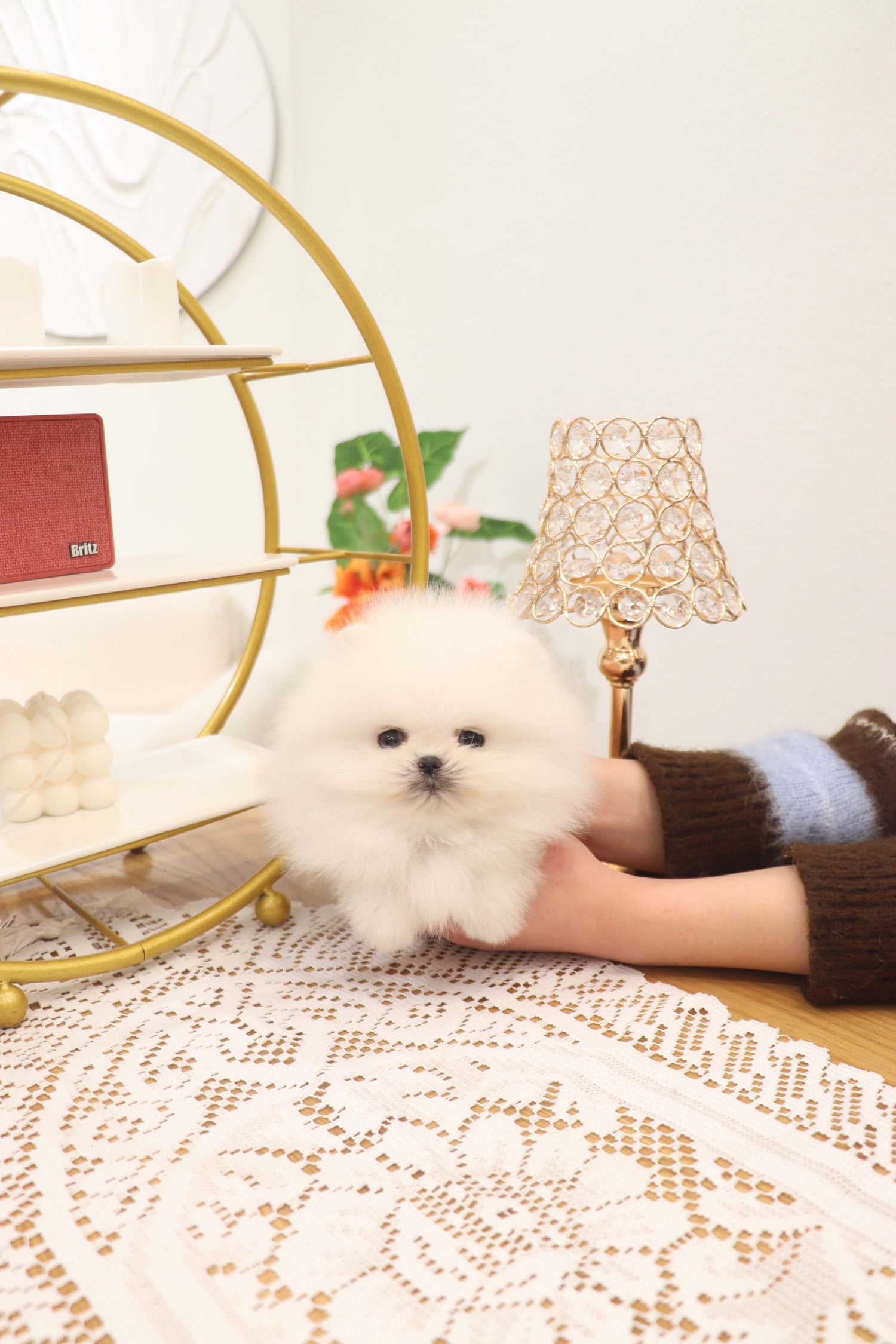 Benny - Pomeranian M.