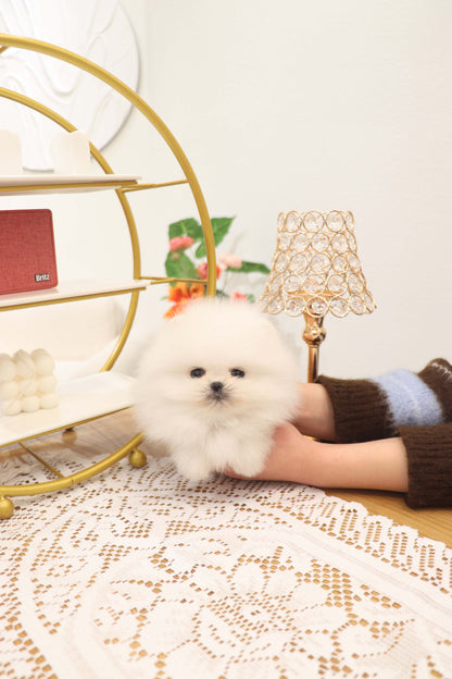 Benny - Pomeranian M.