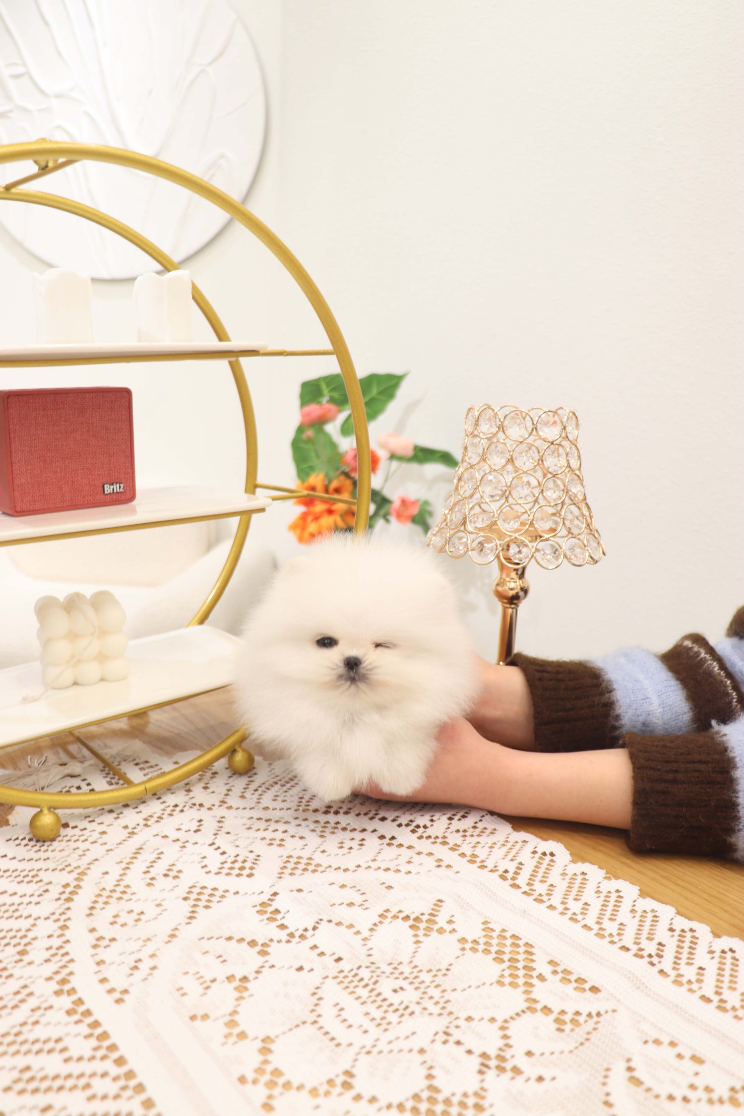 Benny - Pomeranian M.