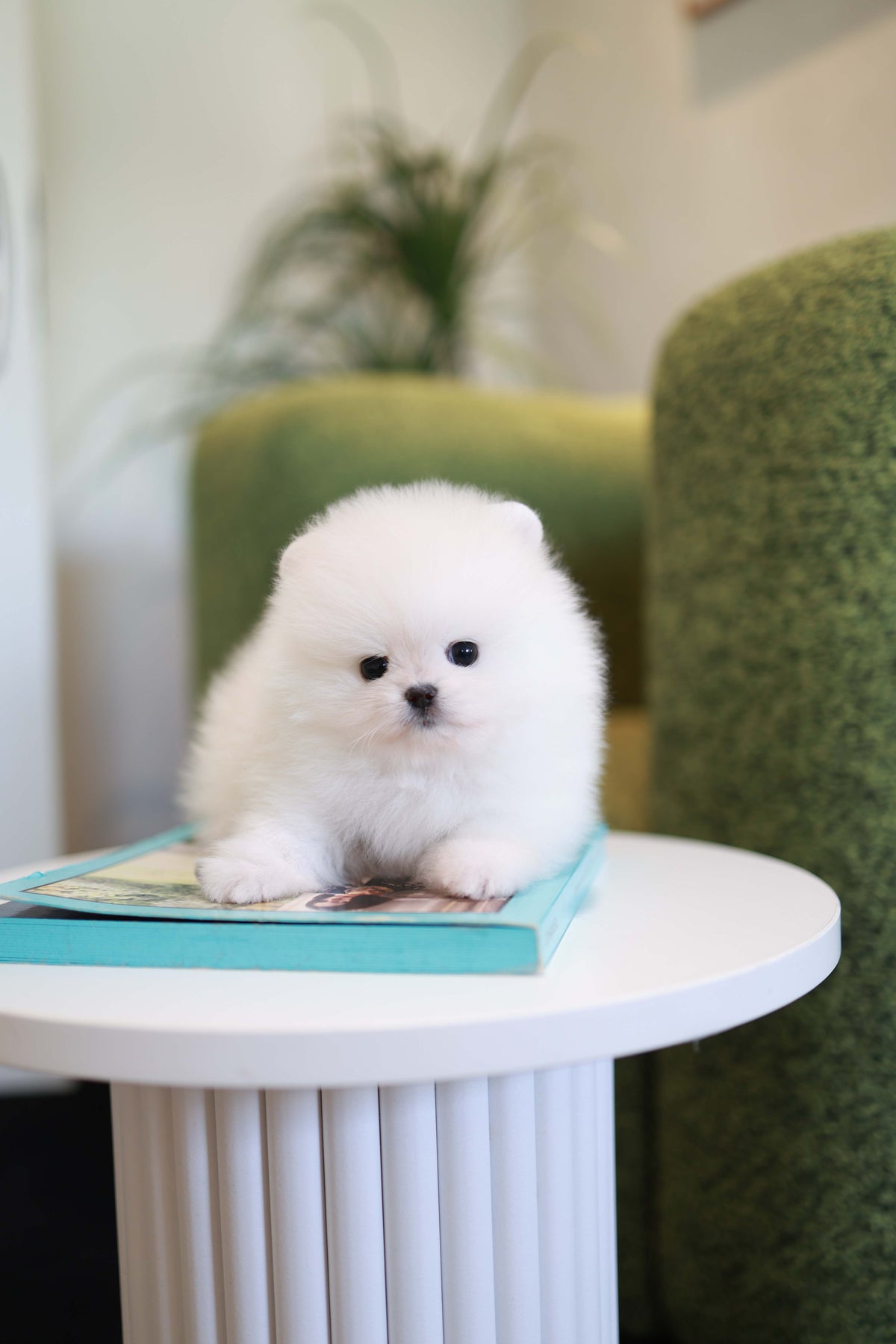 Pookie - Pomeranian M.