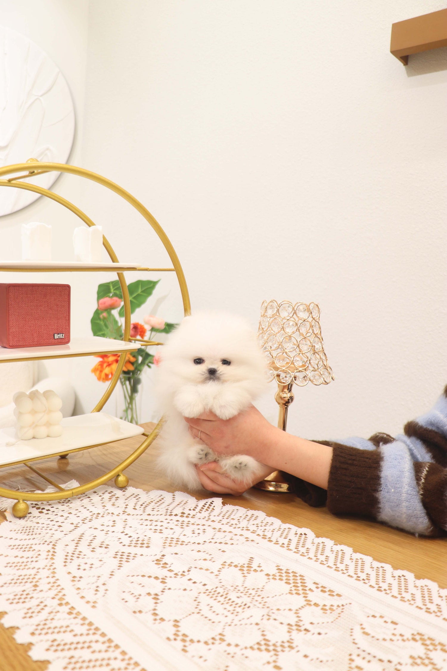 Benny - Pomeranian M.