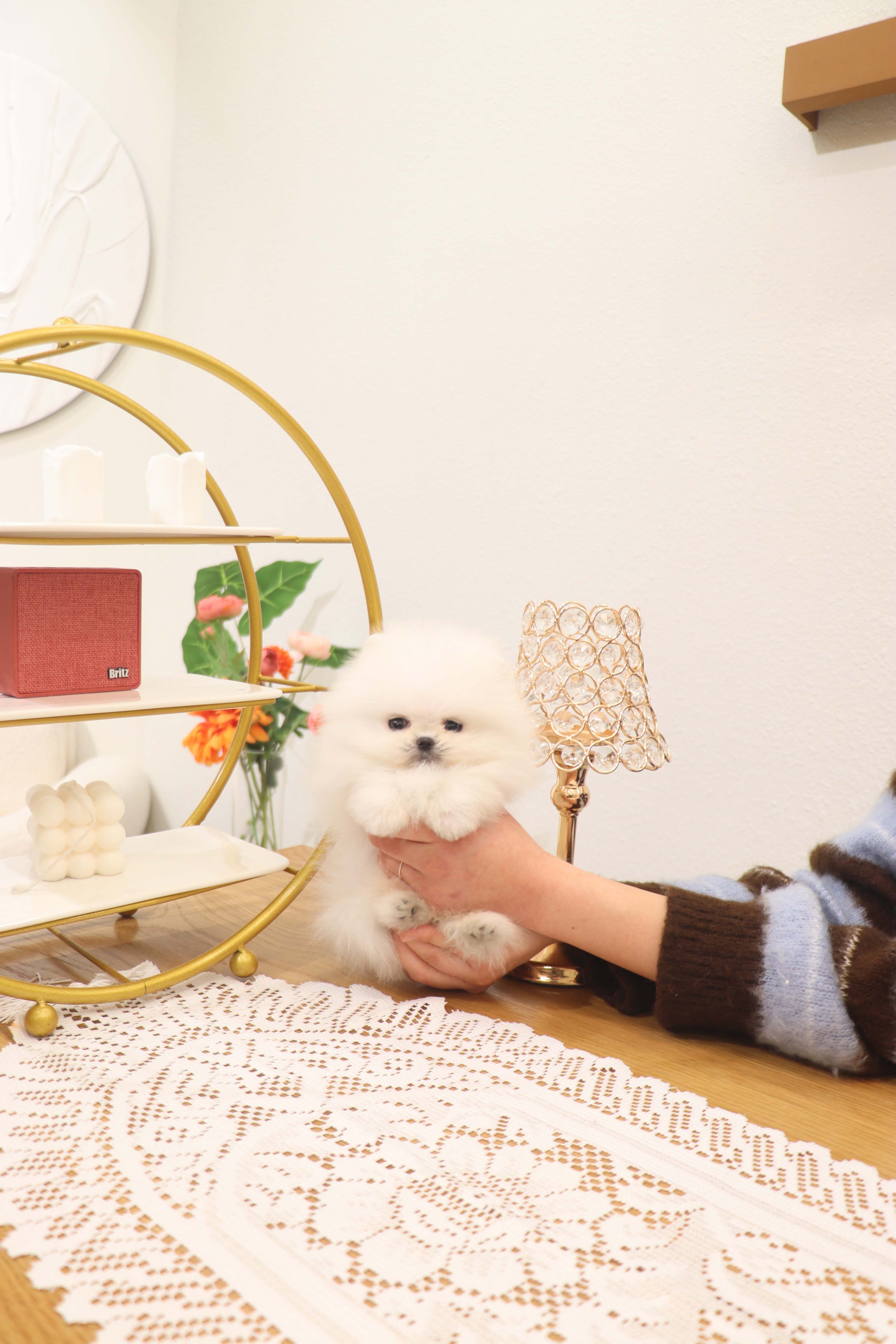 Benny - Pomeranian M.