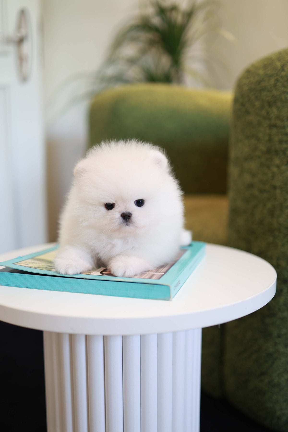 Pookie - Pomeranian M.