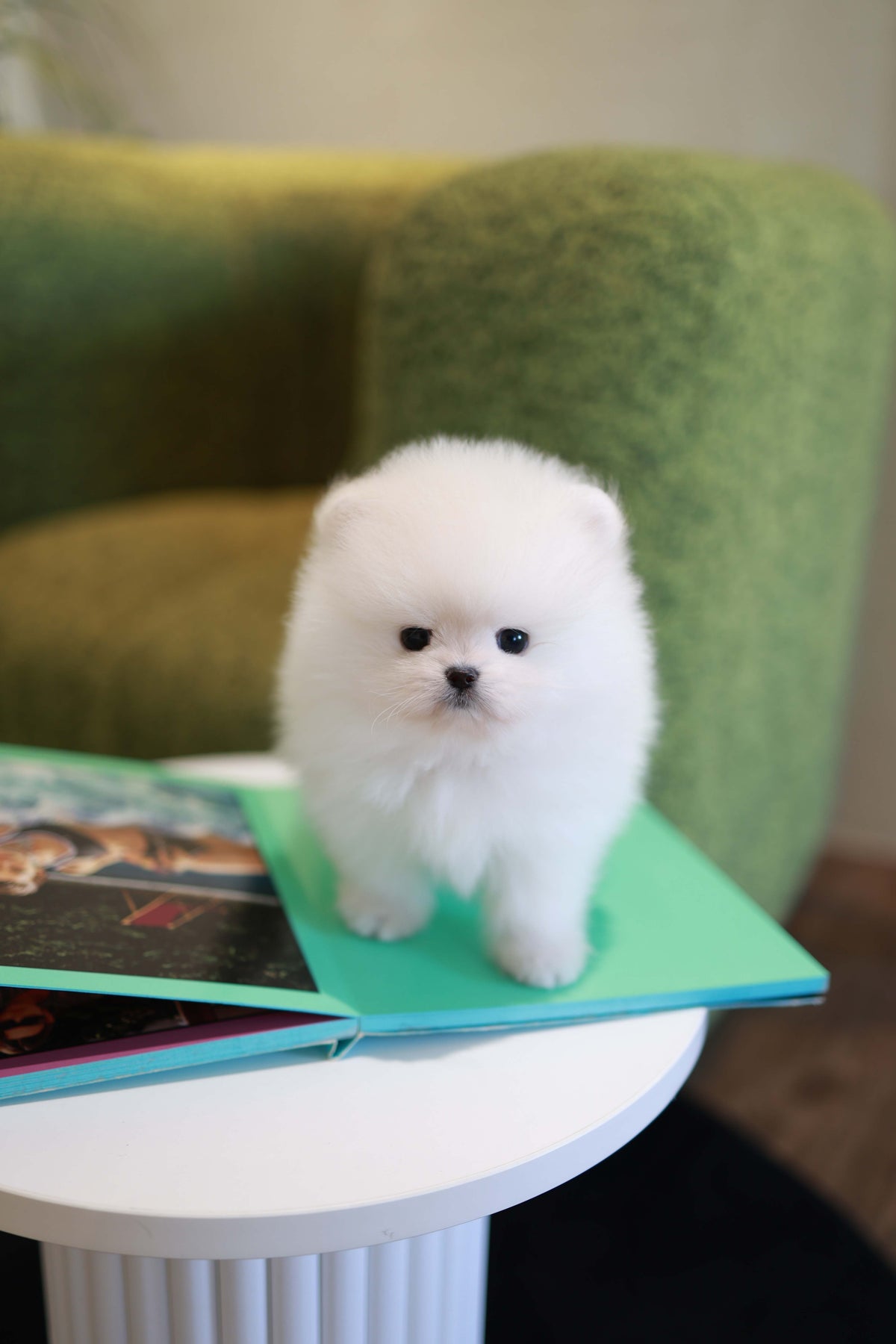 Pookie - Pomeranian M.