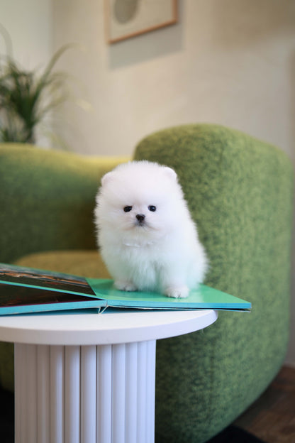 Pookie - Pomeranian M.