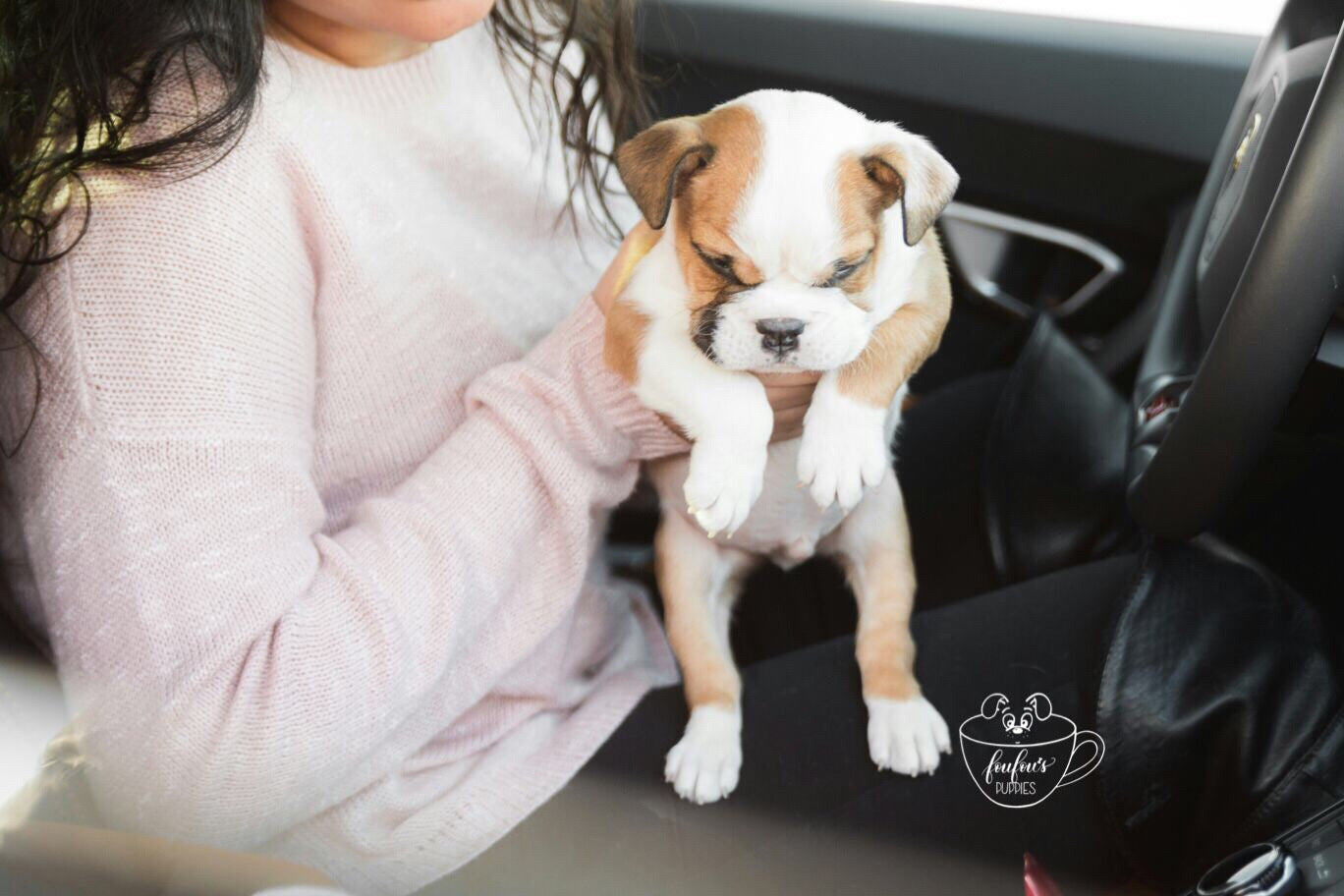 Noah - Bulldog Mini M. (1710810923121)