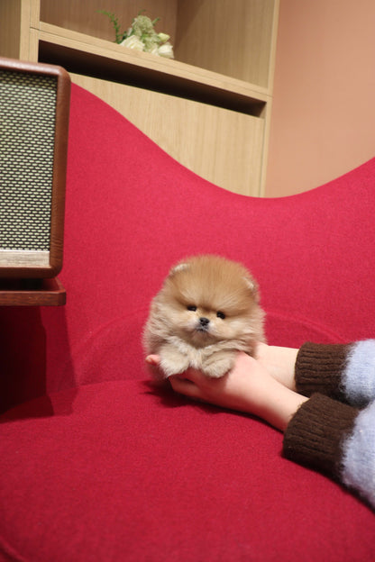 Boo - Pomeranian M.
