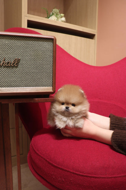 Boo - Pomeranian M.