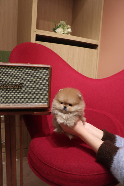 Boo - Pomeranian M.