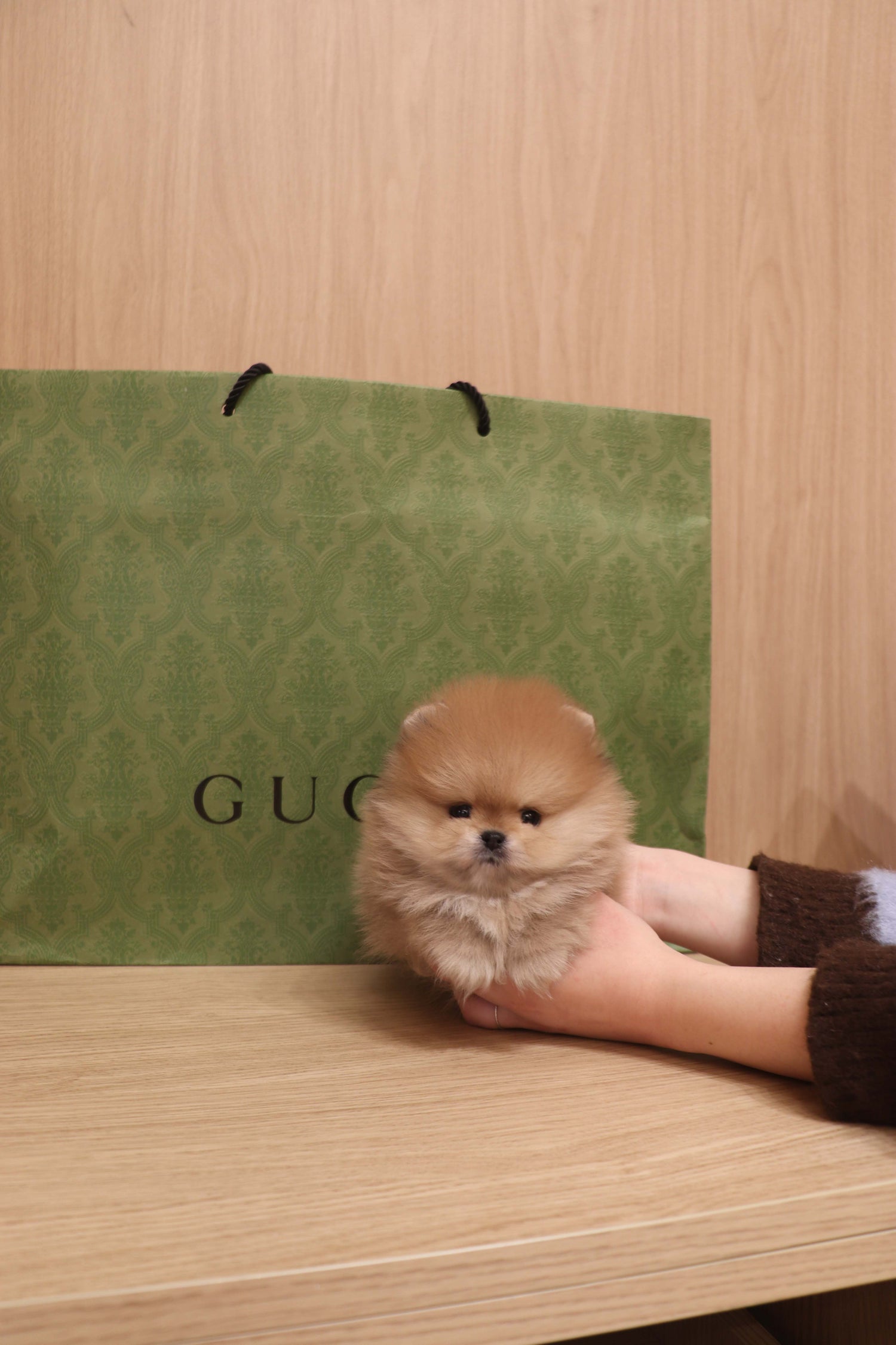 Boo - Pomeranian M.
