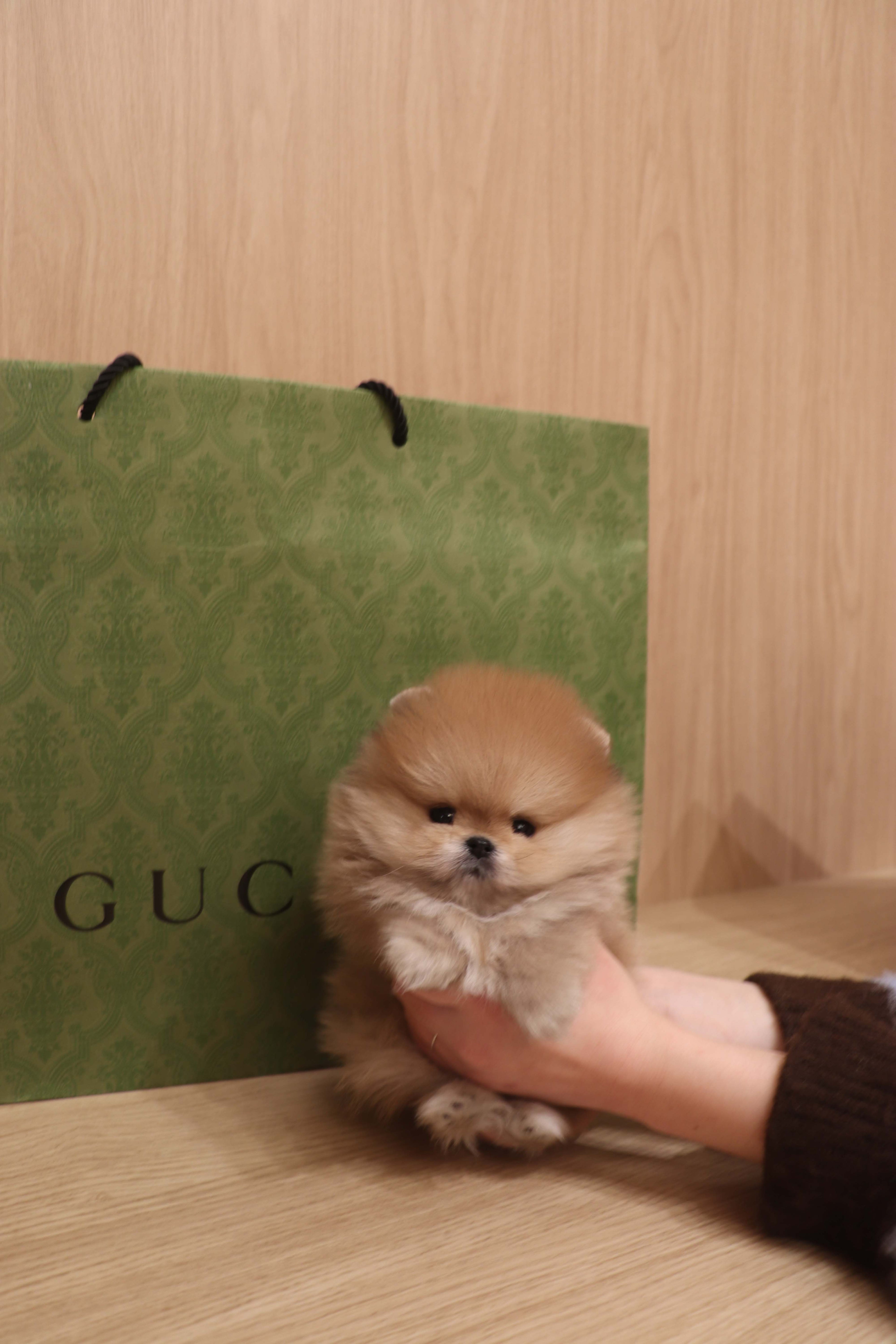 Boo - Pomeranian M.