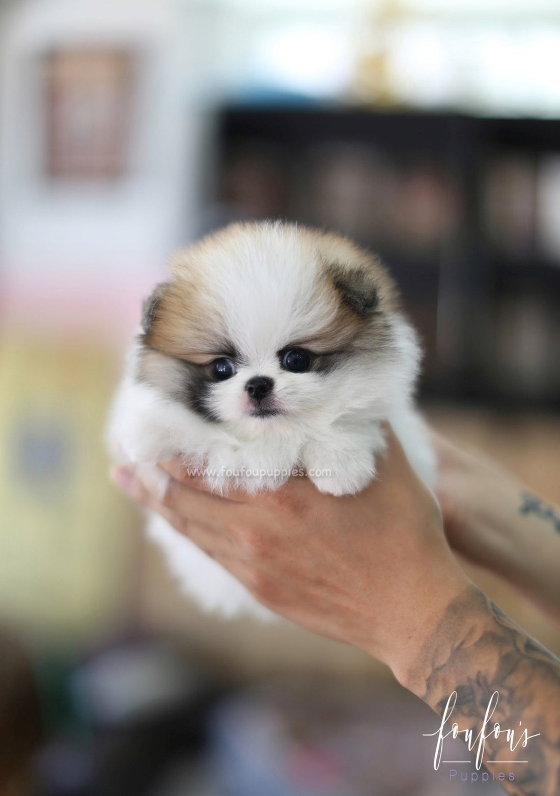 Phoebe - Pomeranian F.