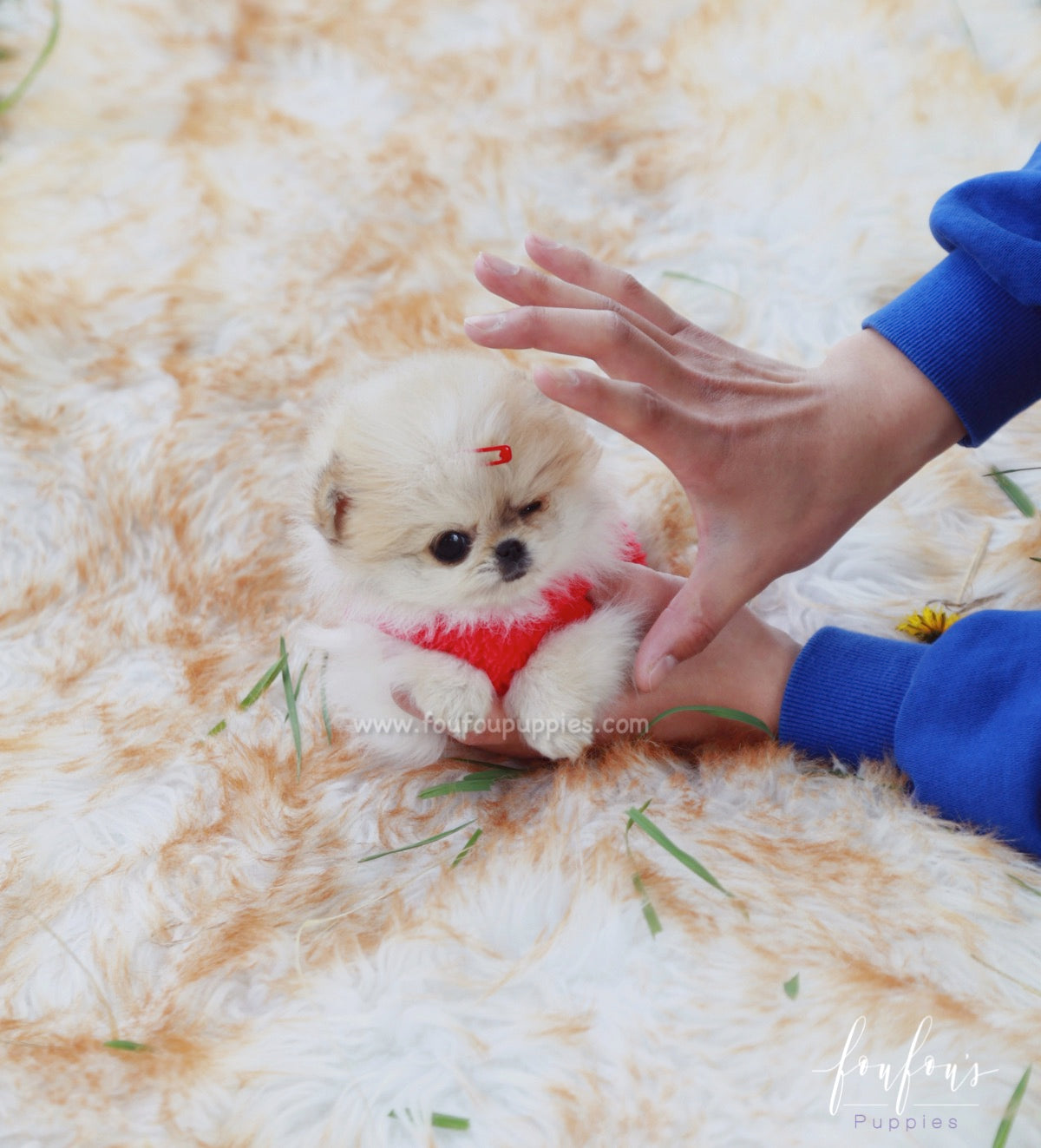 Tinkerbell - Pomeranian F.