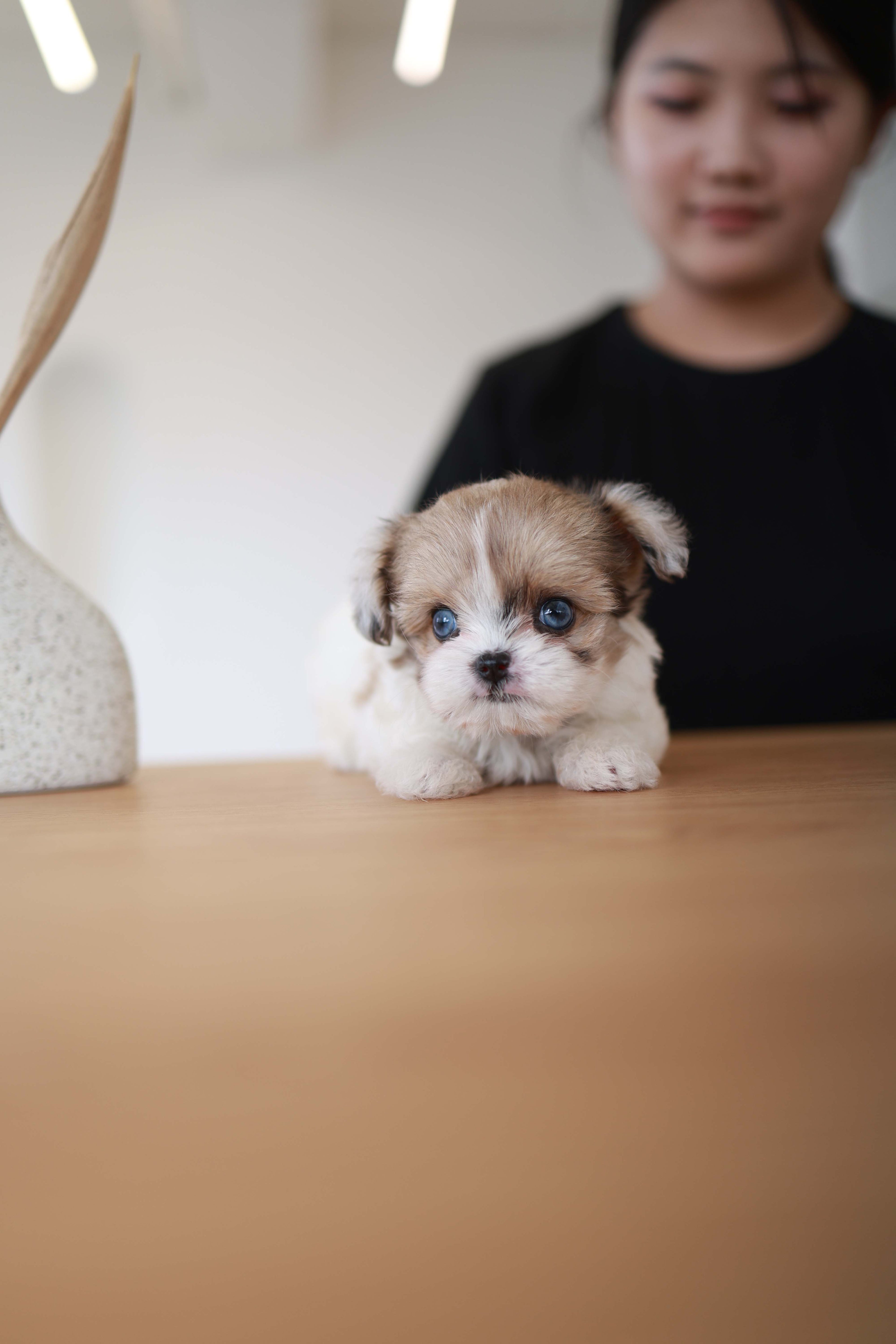 Bambi - Maltipoo F.