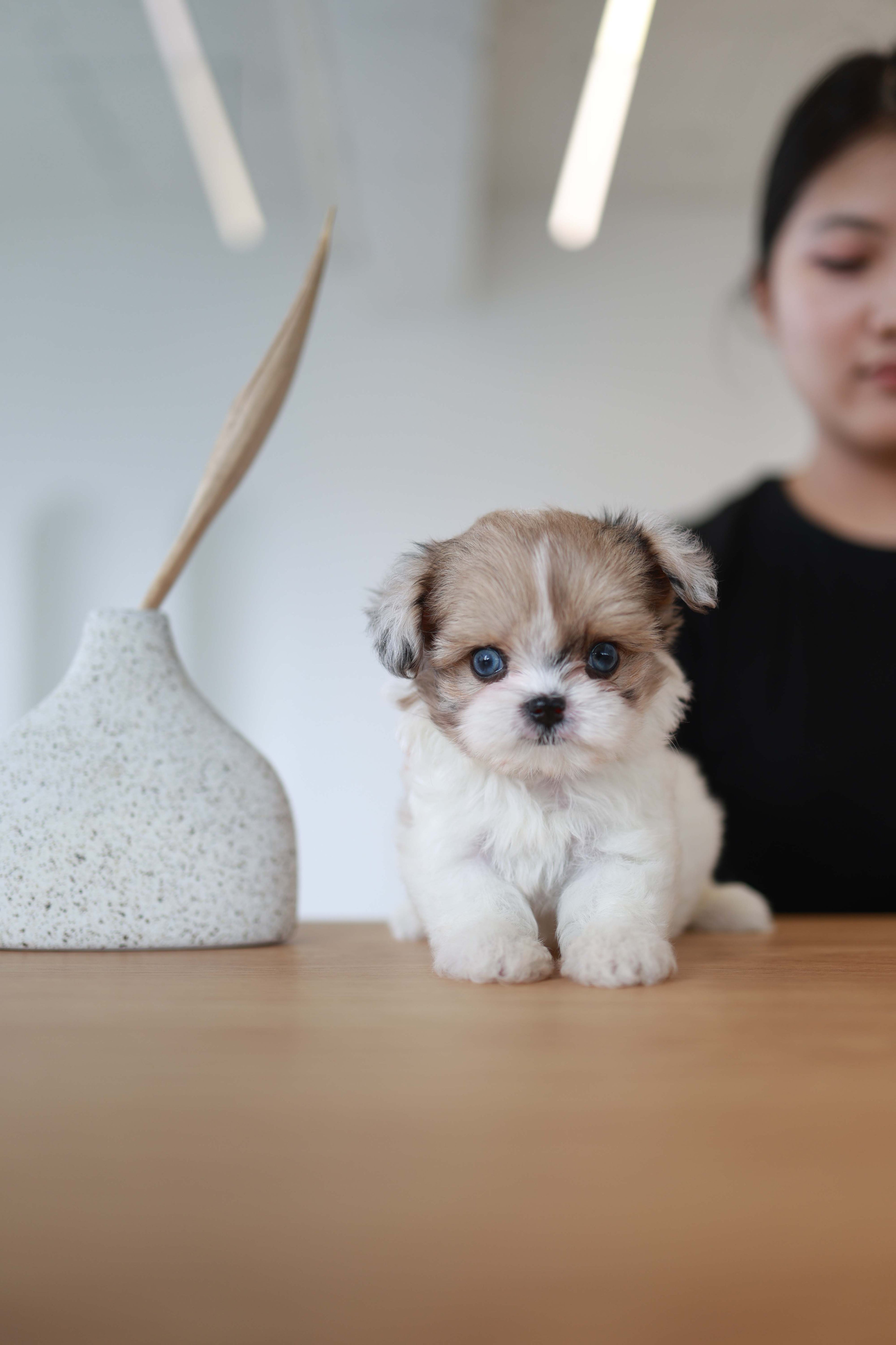 Bambi - Maltipoo F.