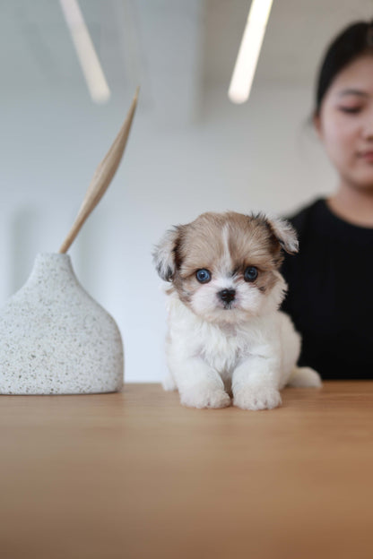 Bambi - Maltipoo F.
