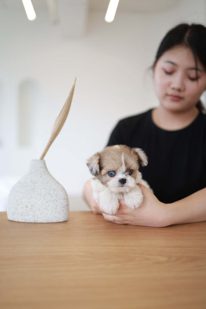 Bambi - Maltipoo F.