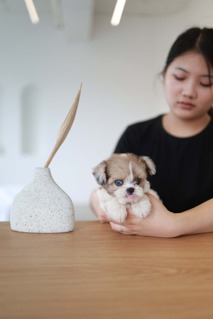 Bambi - Maltipoo F.