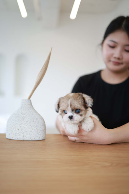 Bambi - Maltipoo F.