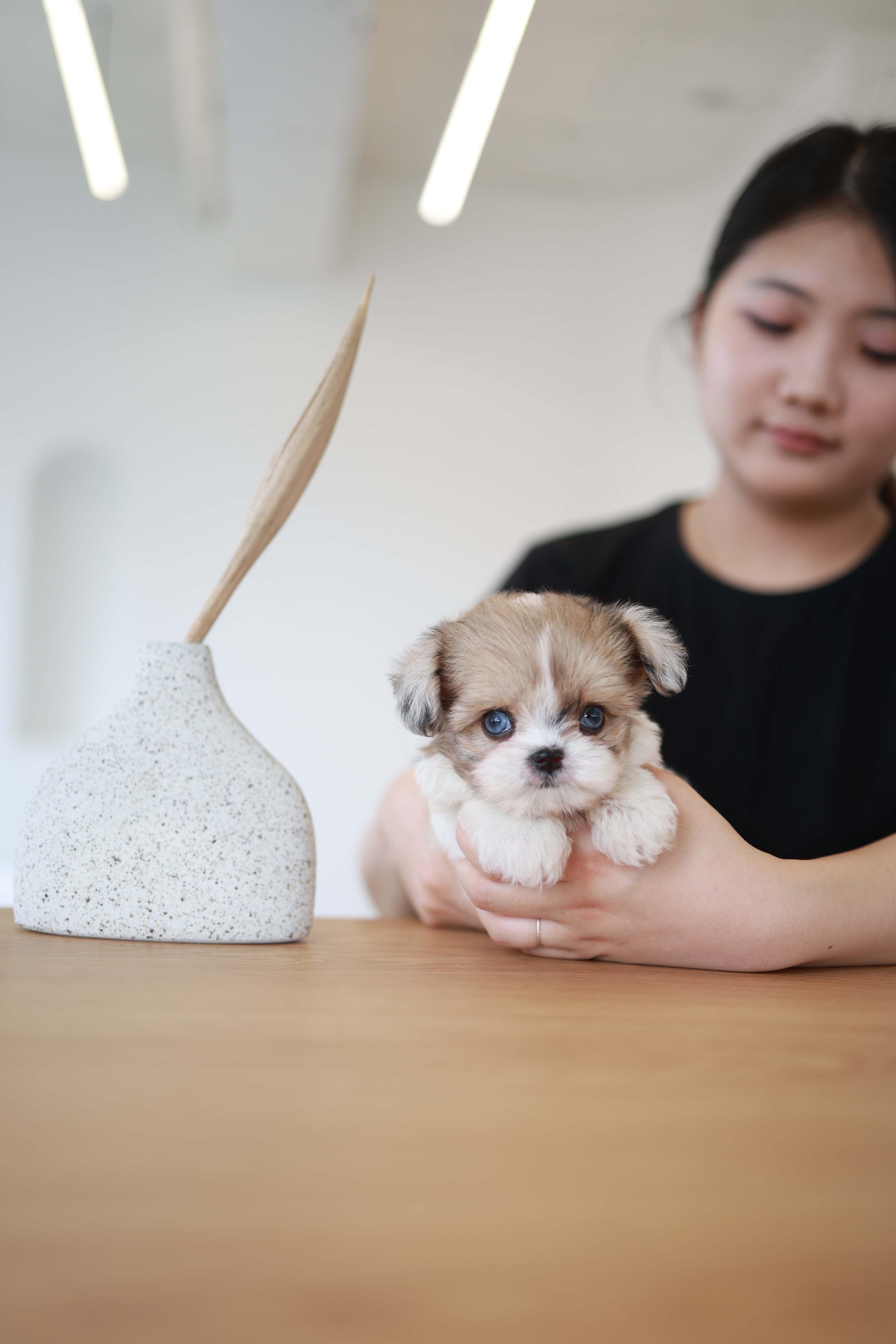 Bambi - Maltipoo F.