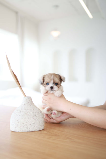 Bambi - Maltipoo F.